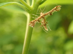 Geina periscelidactylus