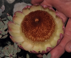 Protea sulphurea