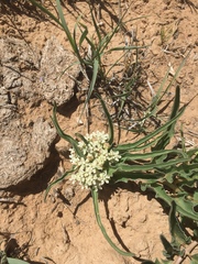Asclepias involucrata
