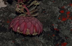 Protea sulphurea
