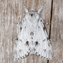 Acronicta vulpina