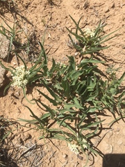 Asclepias involucrata
