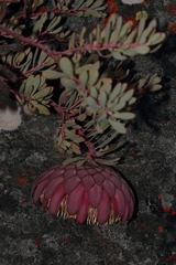 Protea sulphurea