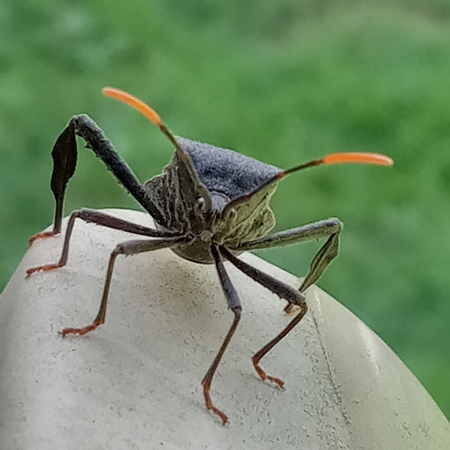 Acanthocephala terminalis, photo 2 of 8