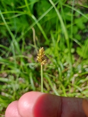 Carex muehlenbergii