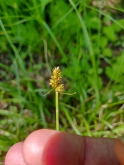 Carex muehlenbergii