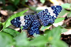 Hamadryas amphinome amphinome