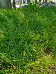 Carex muehlenbergii