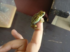 Hyperolius viridiflavus