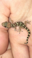 Pachydactylus formosus