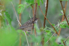 Locustella lanceolata