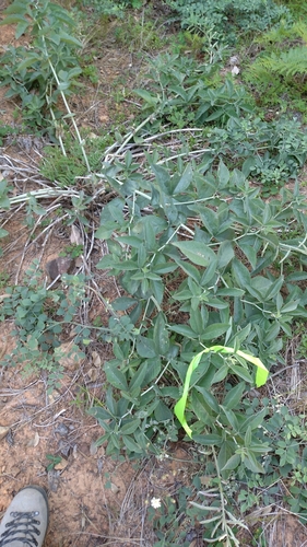 Image of Thermopsis robusta by no rights reserved