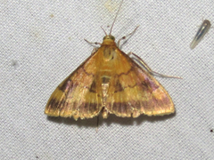 Pyrausta onythesalis