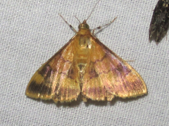 Pyrausta onythesalis