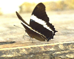 Siproeta epaphus trayja