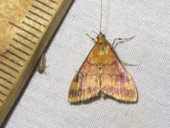 Pyrausta onythesalis