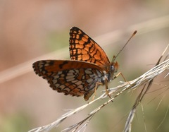 Chlosyne acastus robusta