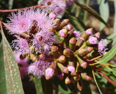 Eucalyptus albopurpurea