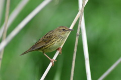 Locustella lanceolata