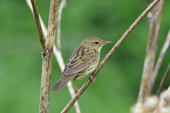 Locustella lanceolata