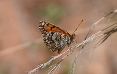 Chlosyne acastus robusta