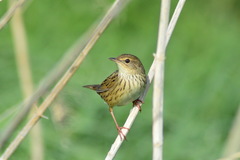 Locustella lanceolata