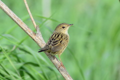 Locustella lanceolata