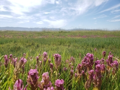 Castilleja ambigua humboldtiensis