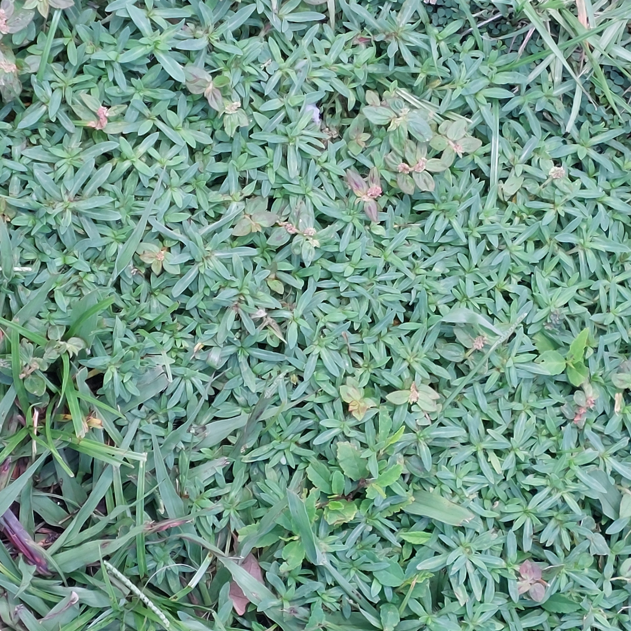 Imagem de Carrapicho-de-agulha