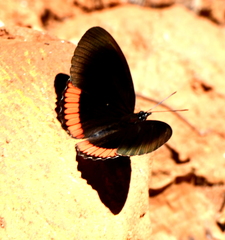 Biblis hyperia nectanabis