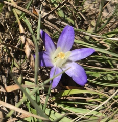 Brodiaea terrestris terrestris