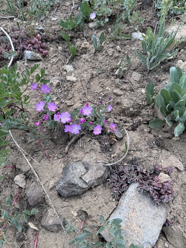 Image of Epilobium siskiyouense by (c) Rob Santry, some rights reserved (CC BY)