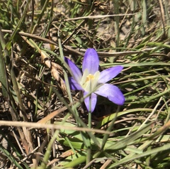 Brodiaea terrestris terrestris