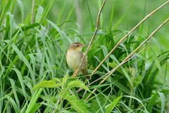 Locustella lanceolata