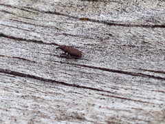 Dryophthorus americanus