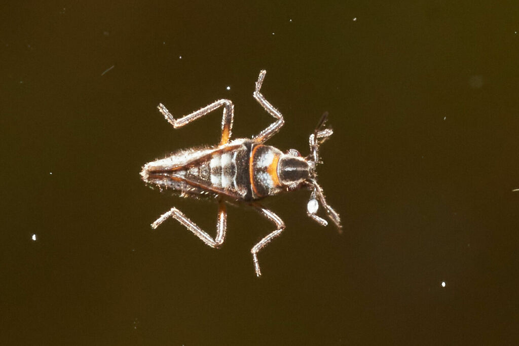 Hawaiian pond bug