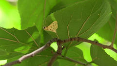Conogethes punctiferalis