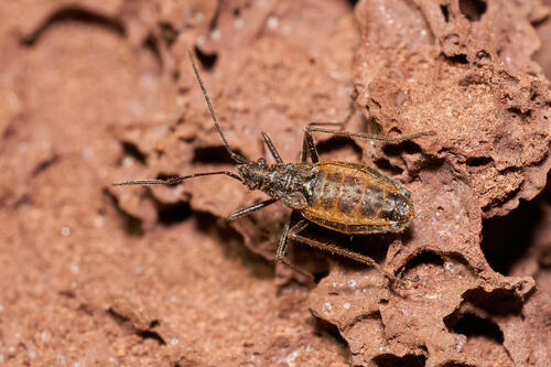 Nysius wekiuicola, 2024-07-31