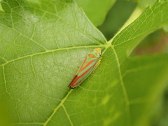 Graphocephala