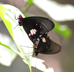 Parides anchises