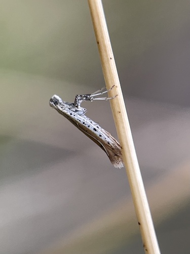 Aspilapteryx tringipennella (Zeller, 1839)
