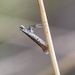 Ribwort Slender - Photo (c) Gulsen Cingoz, some rights reserved (CC BY-NC), uploaded by Gulsen Cingoz