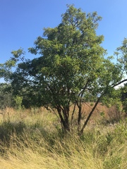 Heteromorpha arborescens abyssinica