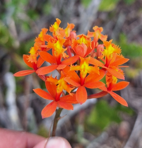 Epidendrum flammeum E.M.Pessoa & M.Alves
