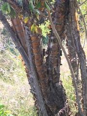 Heteromorpha arborescens abyssinica
