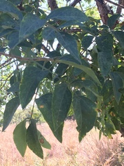 Heteromorpha arborescens abyssinica