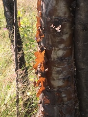 Heteromorpha arborescens abyssinica