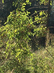 Heteromorpha arborescens abyssinica