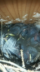 Troglodytes aedon parkmanii
