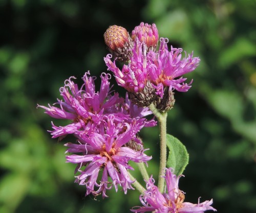 Western Ironweed